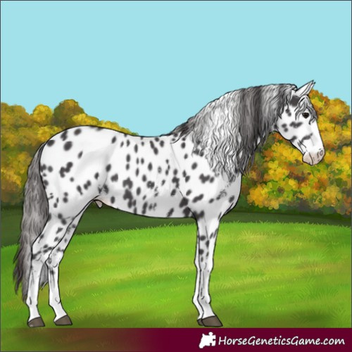 Horse Color:White Spotted Smoky Black Appaloosa