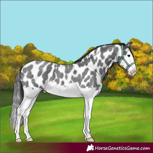Horse Color:Blue Roan Splash Frame Appaloosa 