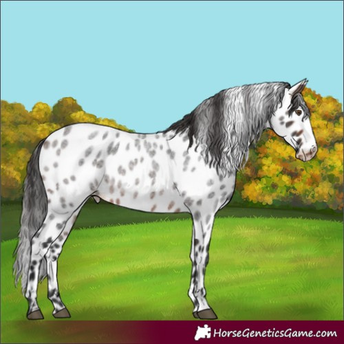 Horse Color:Brown Roan Appaloosa Rabicano 