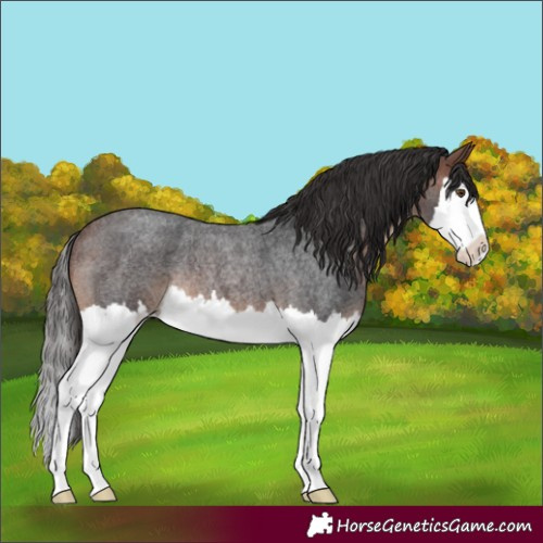 Horse Color:Brown Roan Splash Varnish Rabicano 