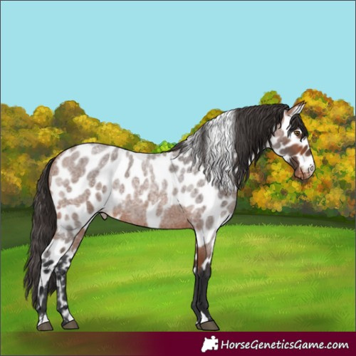 Horse Color:Bay Roan Skewed LP Spotted 