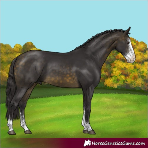 Horse Color:Buckskin Sabino 