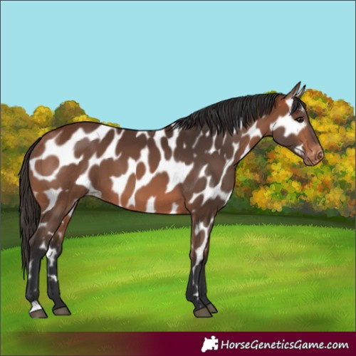 Horse Color:Bay Appaloosa