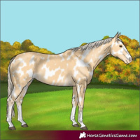 Horse Color:Palomino Near Leopard