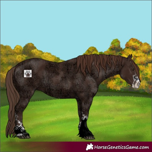 Horse Color:Liver Chestnut Ice Sabino
