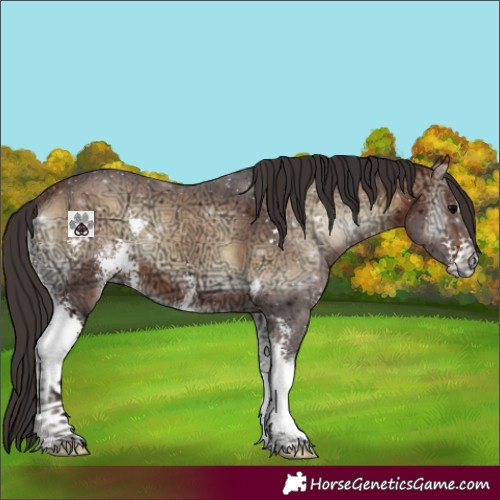 Horse Color:Bay Ice Onyx Sabino 