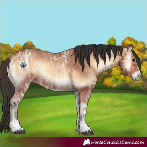 Horse Color:Bay Ice Onyx 