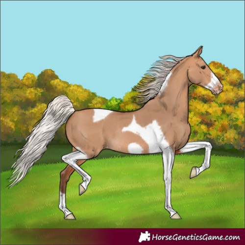 Horse Color:Silver Bay Dun Tobiano Frame Appaloosa Rabicano 