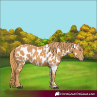 Horse Color:Chestnut Near Leopard 