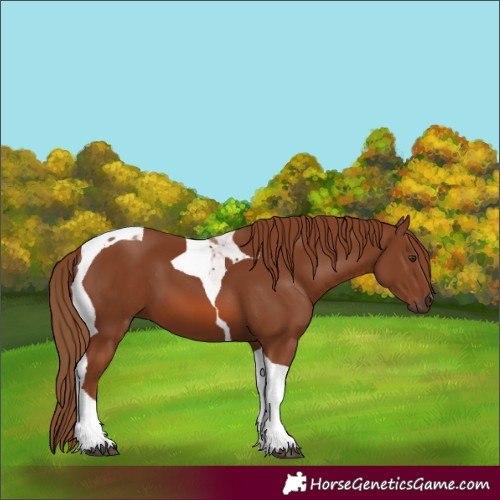 Horse Color:Chestnut Tobiano