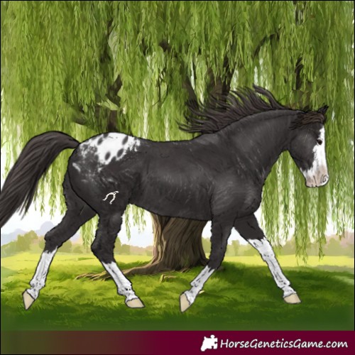 Horse Color:Smoky Black Splash Appaloosa