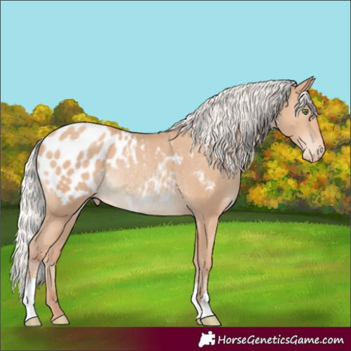 Horse Color:Silver Classic Champagne Appaloosa Rabicano