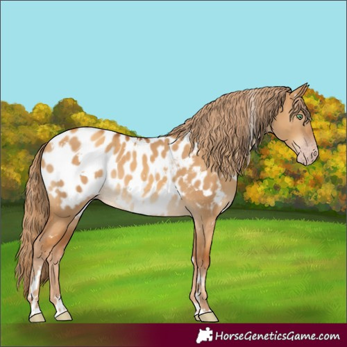 Horse Color:Gray White Spotted Gold Champagne Dun Appaloosa