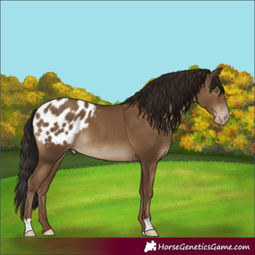 Horse Color:Gray Classic Champagne Appaloosa
