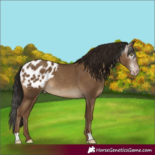 Horse Color:Gray Classic Champagne Blanket 
