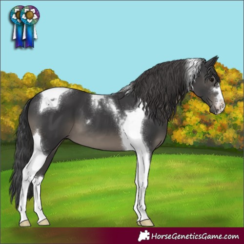 Horse Color:Black Tobiano 