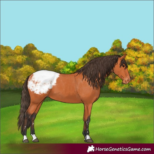 Horse Color:Bay Appaloosa 