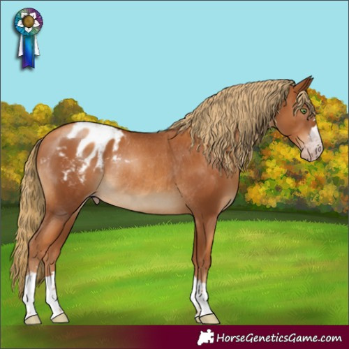 Horse Color:Gray Gold Champagne Appaloosa Rabicano 