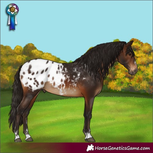Horse Color:Gray Bay Appaloosa 