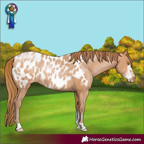 Horse Color:Bay Pearl Sabino Appaloosa Rabicano 