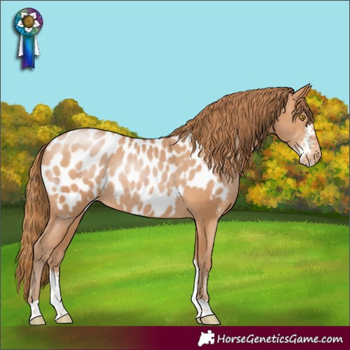 Horse Color:Bay Pearl Sabino Appaloosa Rabicano