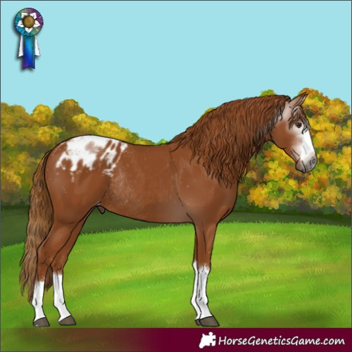Horse Color:Gray Chestnut Varnish Rabicano