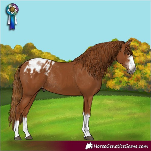 Horse Color:Gray Chestnut Appaloosa Rabicano 