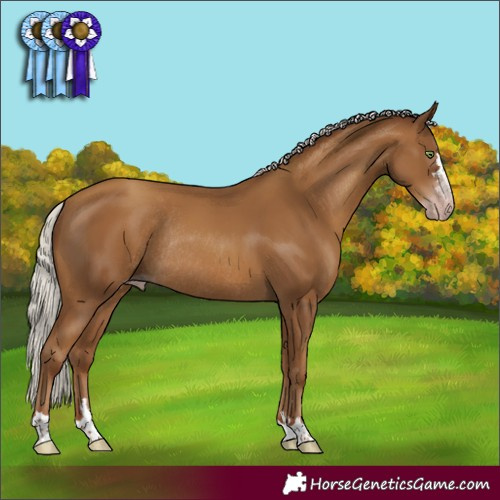 Horse Color:Gray Silver Classic Champagne Rabicano 