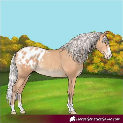 Horse Color:Silver Amber Champagne Appaloosa 