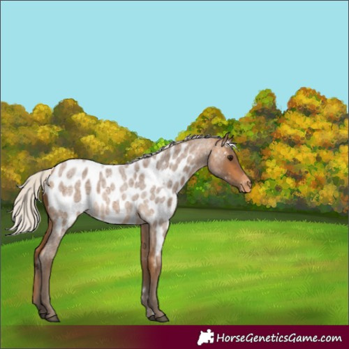 Horse Color:Silver Buckskin Roan Near Leopard 