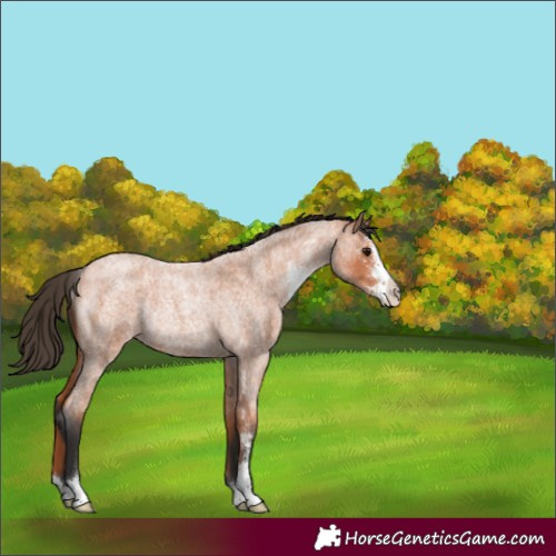 Horse Color:Bay Roan Sabino Rabicano