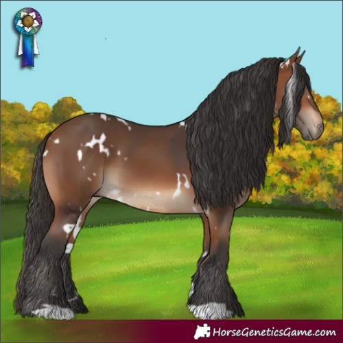 Horse Color:White Spotted Bay