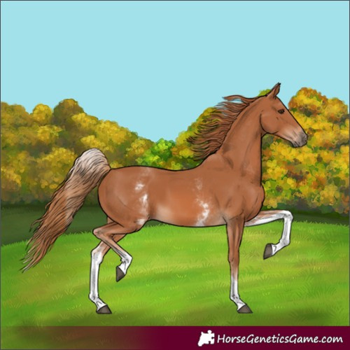 Horse Color:White Spotted Chestnut Tobiano 