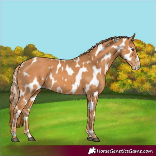 Horse Color:Chestnut Appaloosa