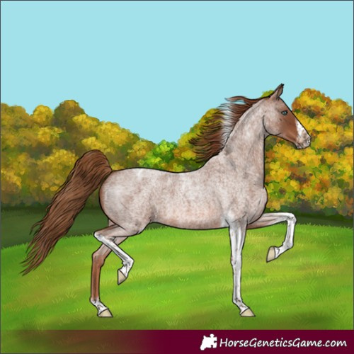 Horse Color:Red Roan Tobiano Frame