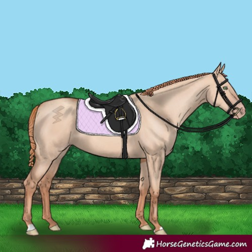 Horse Color:Gold Champagne Dun