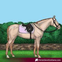 Horse Color:Gold Champagne Dun