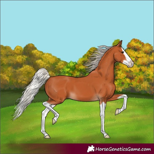 Horse Color:Silver Bay Splash 