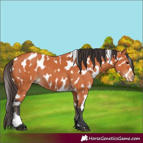 Horse Color:Bay Appaloosa 
