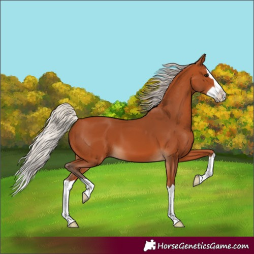 Horse Color:Silver Bay Splash