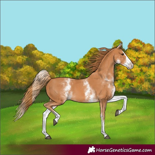 Horse Color:Unknown 