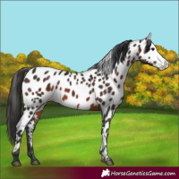 Horse Color:Brown Sabino Frame Appaloosa