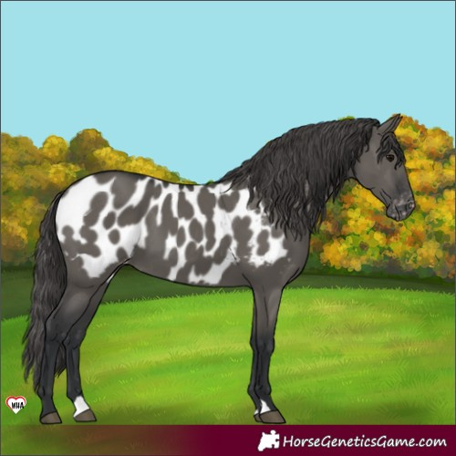 Horse Color:Grullo Blanket