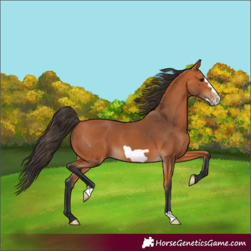 Horse Color:Bay Frame