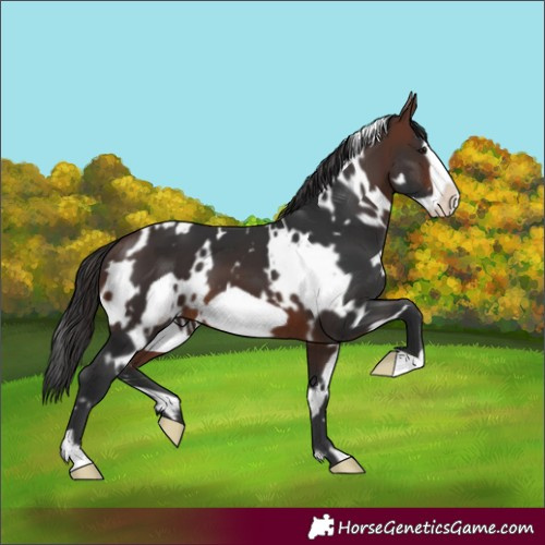 Horse Color:White Spotted Brown Frame 