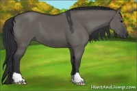 Horse Color:Grullo 