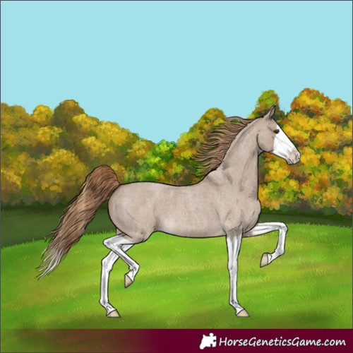 Horse Color:Liver Red Dun Roan Splash