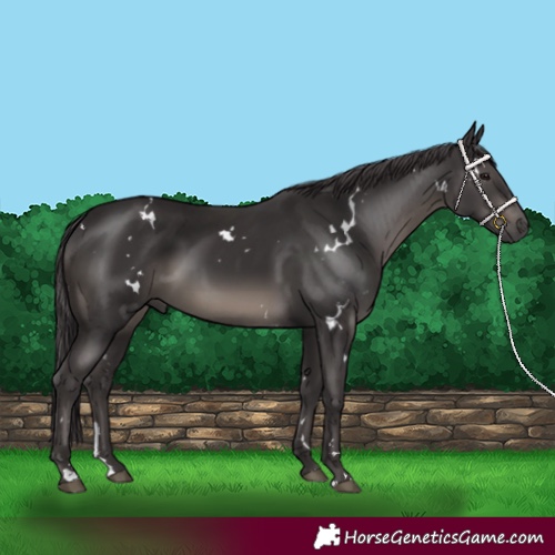 Horse Color:White Spotted Smoky Black 
