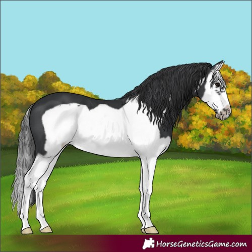 Horse Color:Black Splash Frame 
