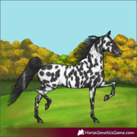 Horse Color:White Spotted Black Near Leopard